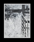 A black and white infrared image of a pasture enclosed by open gates thumbnail