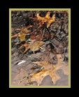 reflections of tree and leaves thumbnail