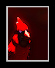 Cardinal thumbnail