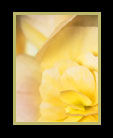 A "flowerfall" of yellow blossoms thumbnail