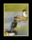 ducks swimming in river thumbnail