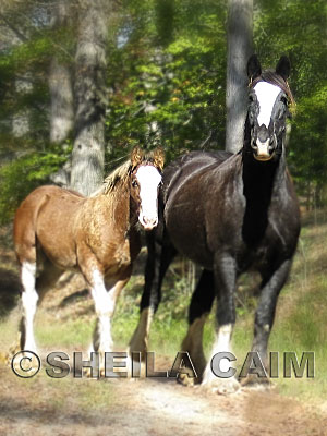 A Clydesdale mare and her colt 