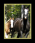 A Clydesdale mare and her colt thumbnail