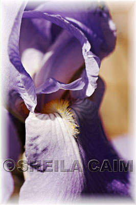 Close up of an iris.