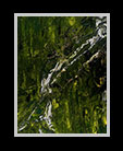 small image of an abstract rainforest thumbnail