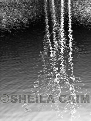 Black and white image of reflections of trees