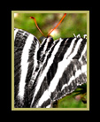 Swallowtail butterfly thumbnail